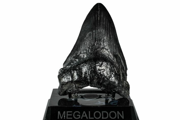 Fossil Megalodon Tooth - South Carolina #300234